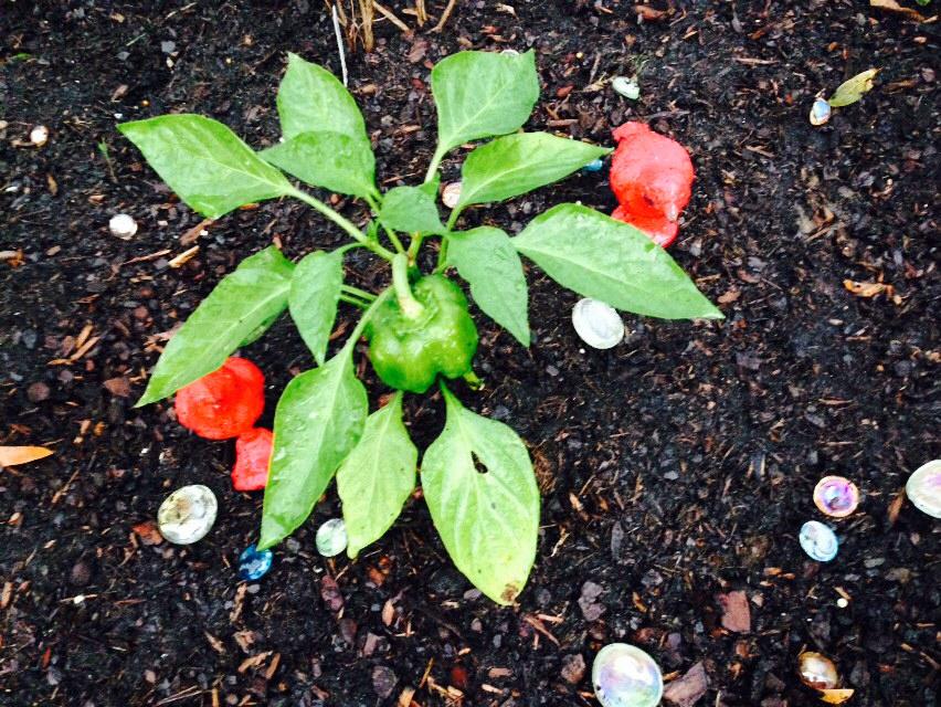 garden pepper